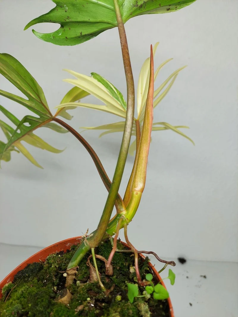 Philodendron Tortum x Florida Beauty Variegata