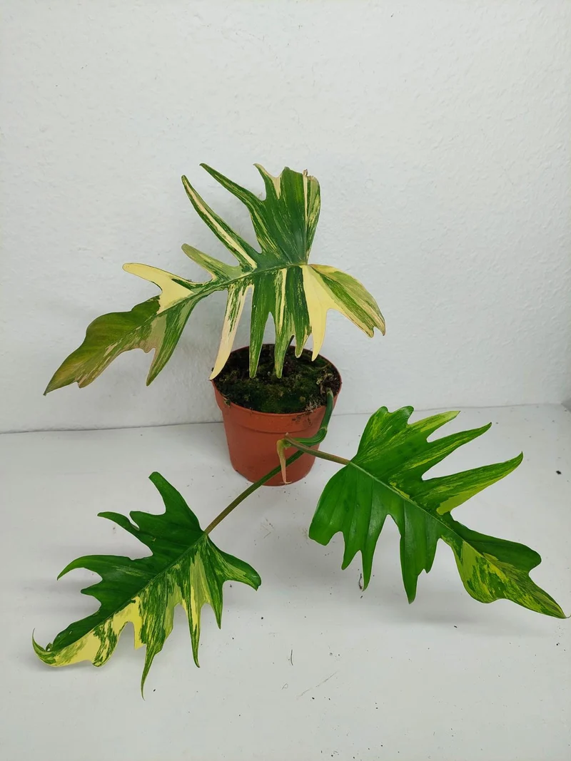 Philodendron Tortum x Florida Beauty Variegata