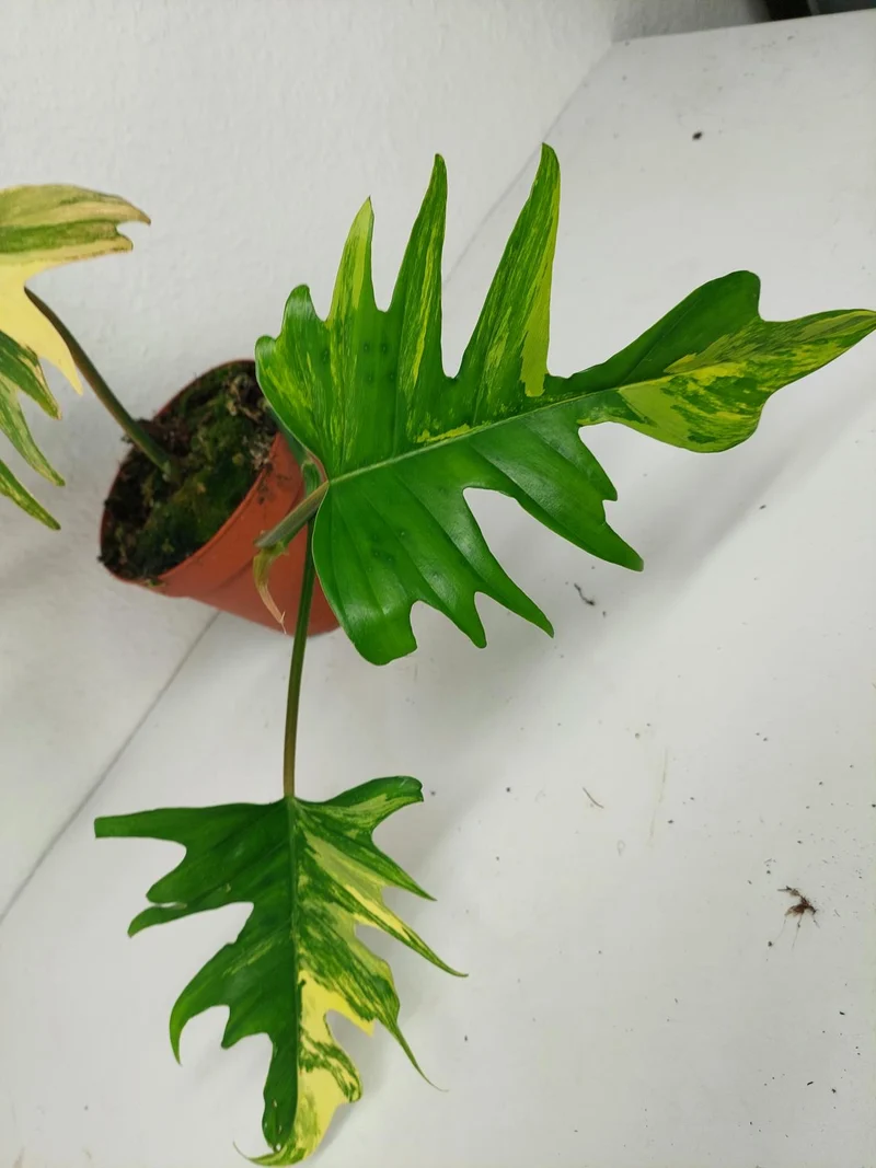 Philodendron Tortum x Florida Beauty Variegata