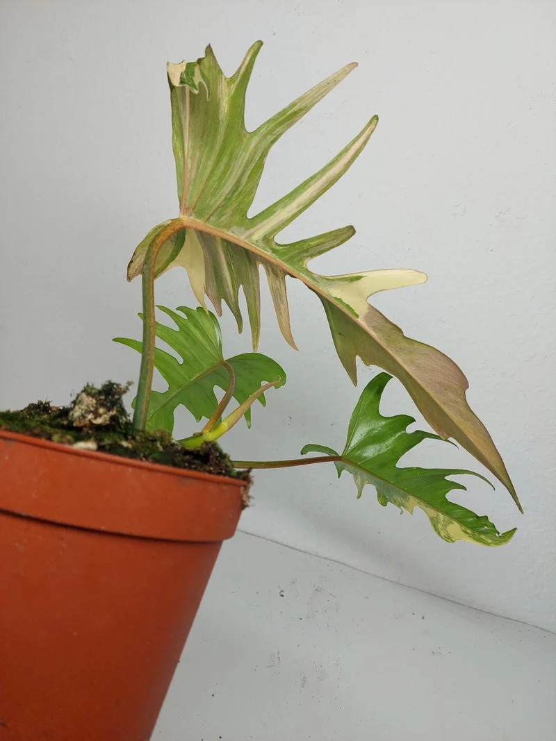 Philodendron Tortum x Florida Beauty Variegata