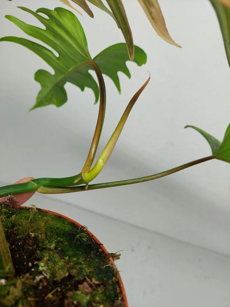 Philodendron Tortum x Florida Beauty Variegata