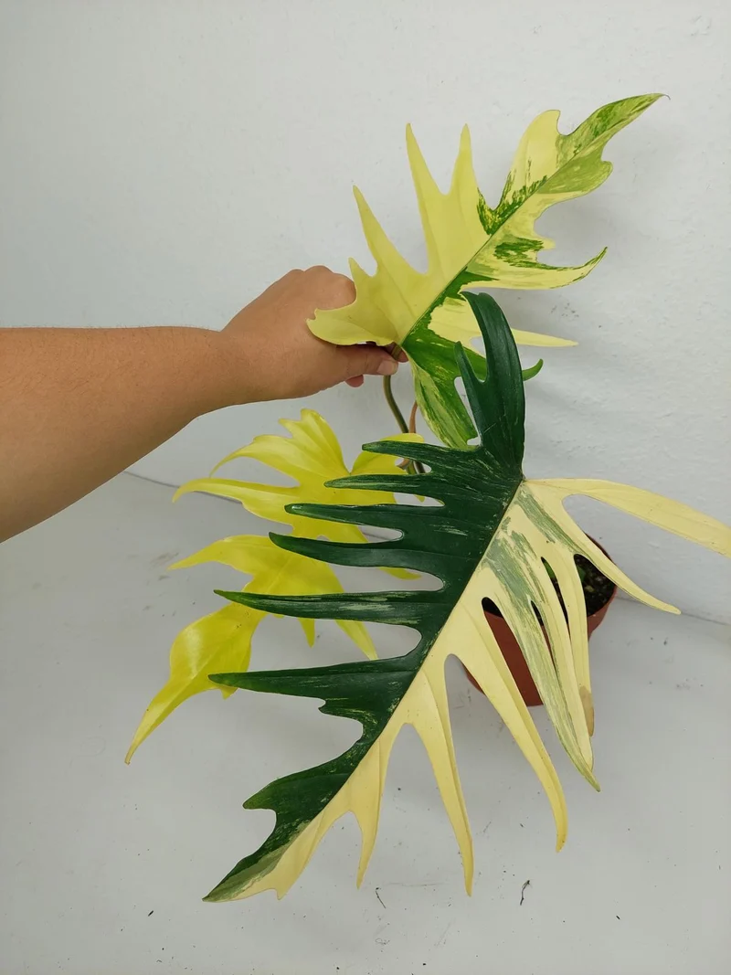 Philodendron Tortum x Florida Beauty Variegata
