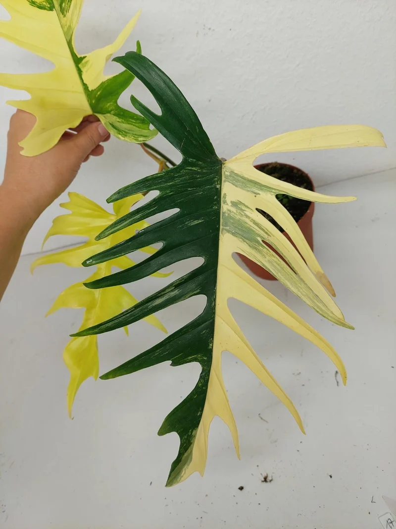 Philodendron Tortum x Florida Beauty Variegata
