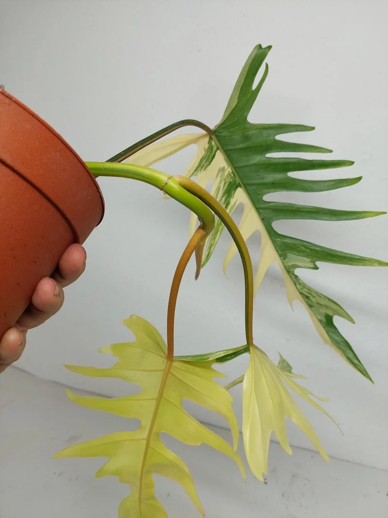 Philodendron Tortum x Florida Beauty Variegata