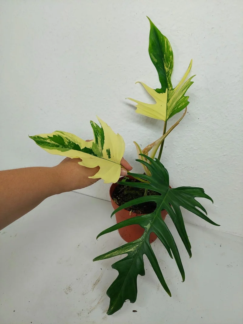 Philodendron Tortum x Florida Beauty Variegata