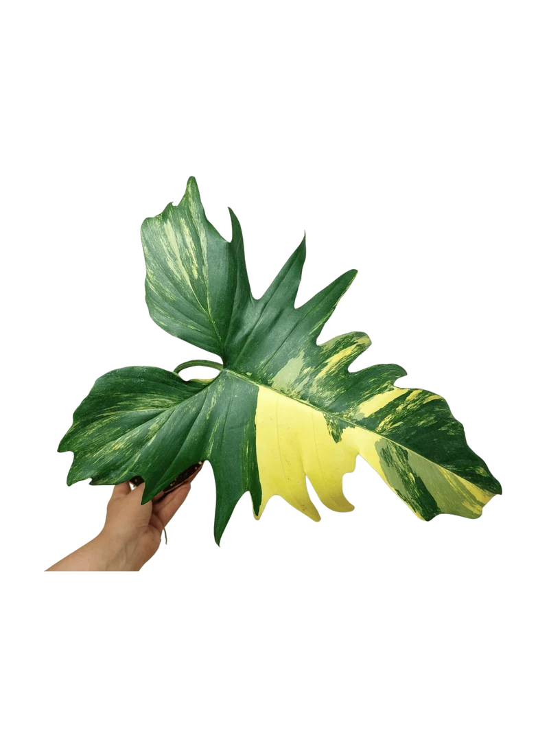 Philodendron Florida Beauty x Mayoi Variegata vergrünt