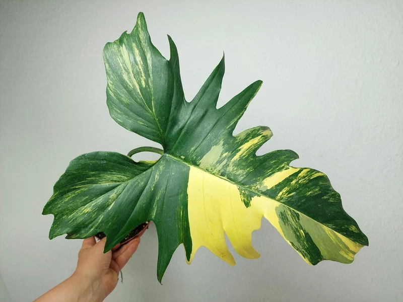 Philodendron Florida Beauty x Mayoi Variegata vergrünt