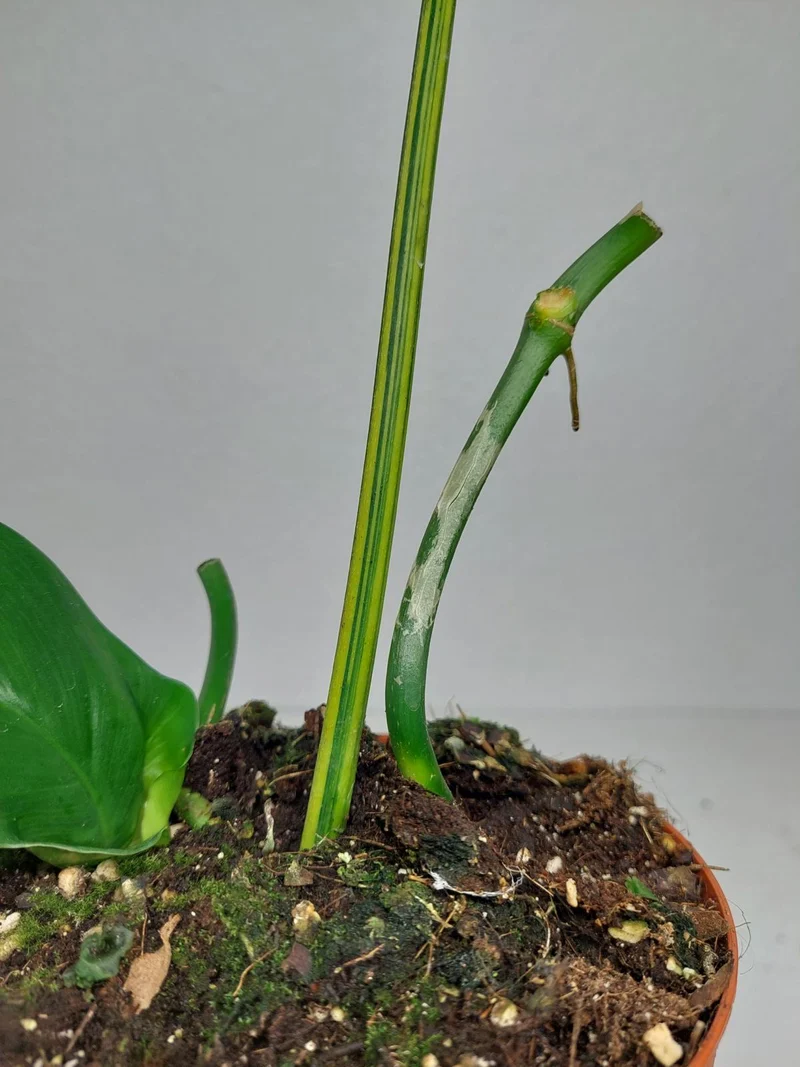 Philodendron Florida Beauty x Mayoi Variegata vergrünt