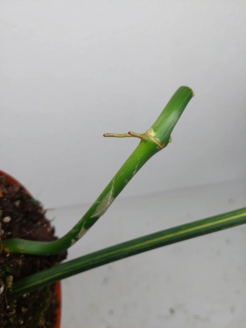 Philodendron Florida Beauty x Mayoi Variegata vergrünt