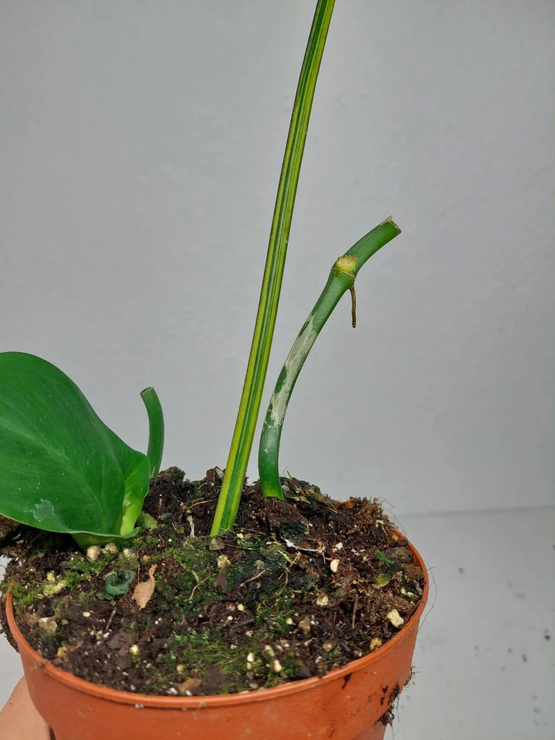 Philodendron Florida Beauty x Mayoi Variegata vergrünt