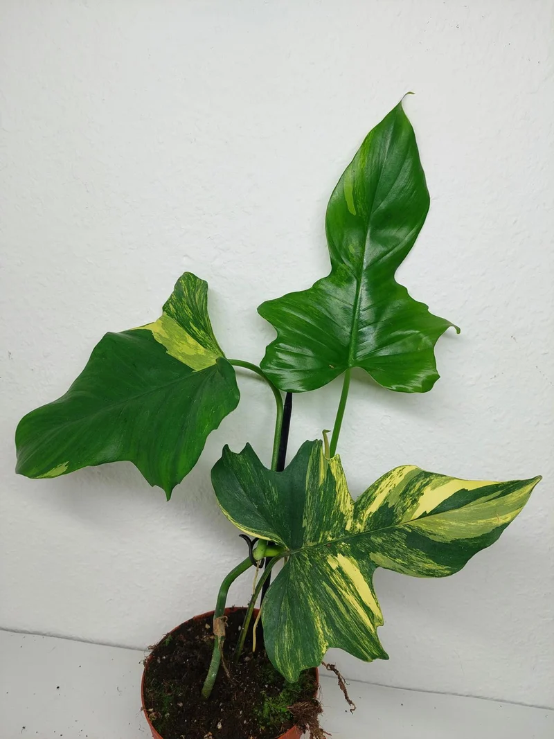 Philodendron Florida Beauty x Mayoi Variegata vergrünt