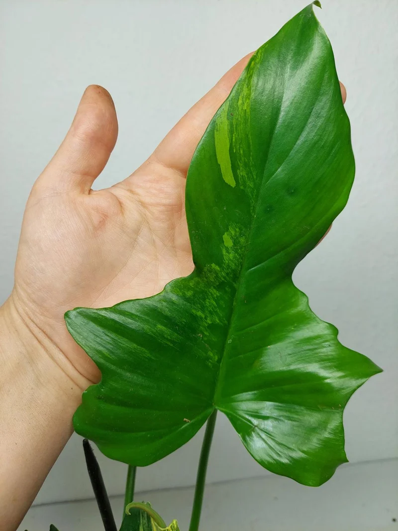 Philodendron Florida Beauty x Mayoi Variegata vergrünt
