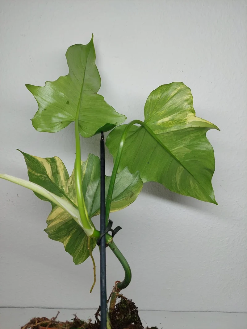 Philodendron Florida Beauty x Mayoi Variegata vergrünt