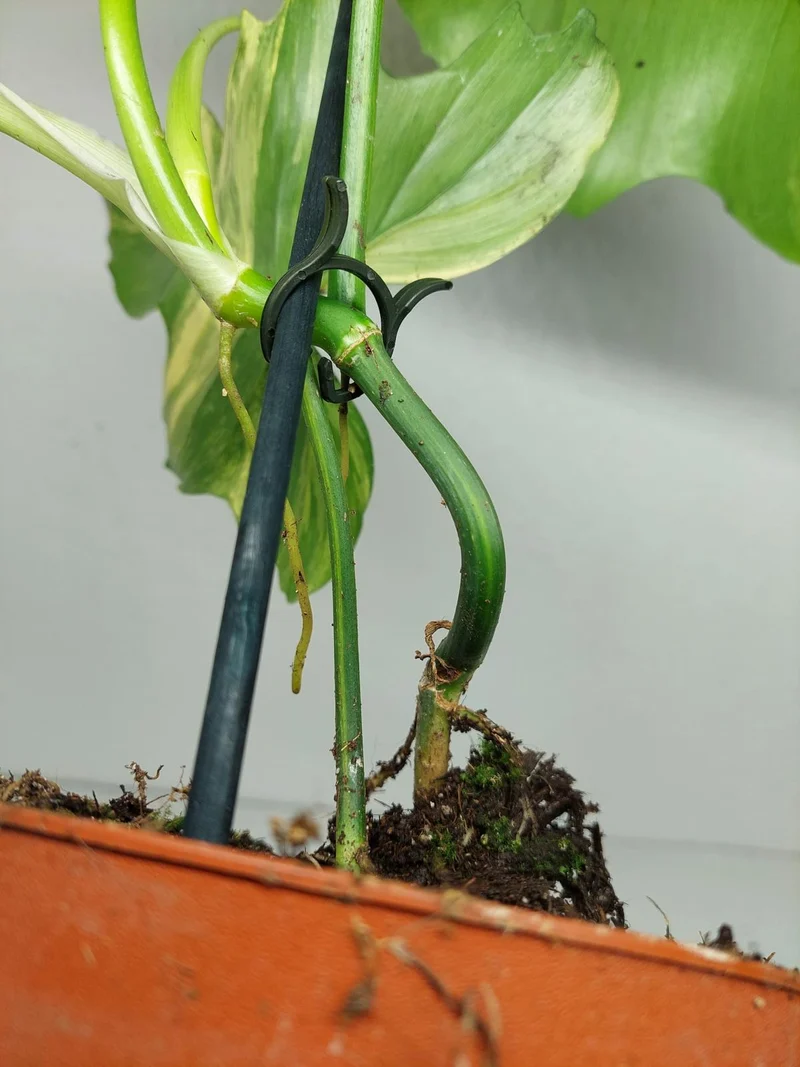 Philodendron Florida Beauty x Mayoi Variegata vergrünt