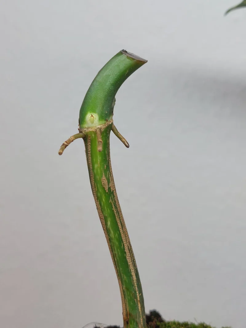 Philodendron Florida Beauty x Mayoi Variegata vergrünt