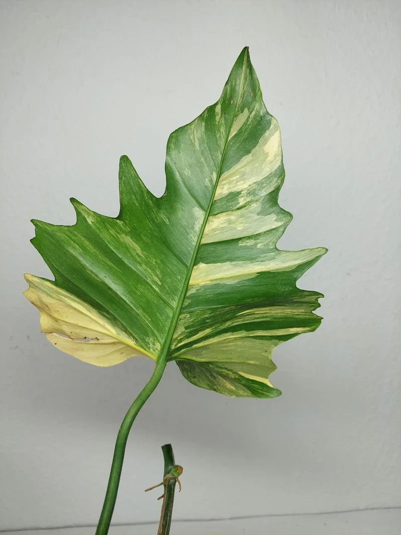 Philodendron Florida Beauty x Mayoi Variegata vergrünt