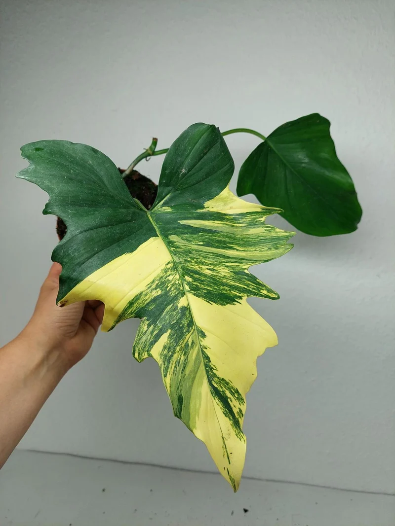 Philodendron Florida Beauty x Mayoi Variegata vergrünt
