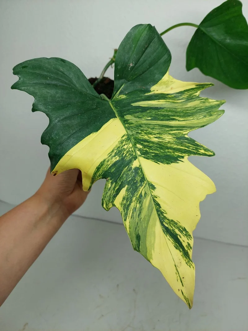 Philodendron Florida Beauty x Mayoi Variegata vergrünt