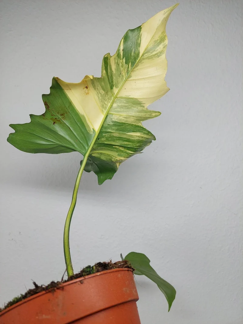 Philodendron Florida Beauty x Mayoi Variegata vergrünt