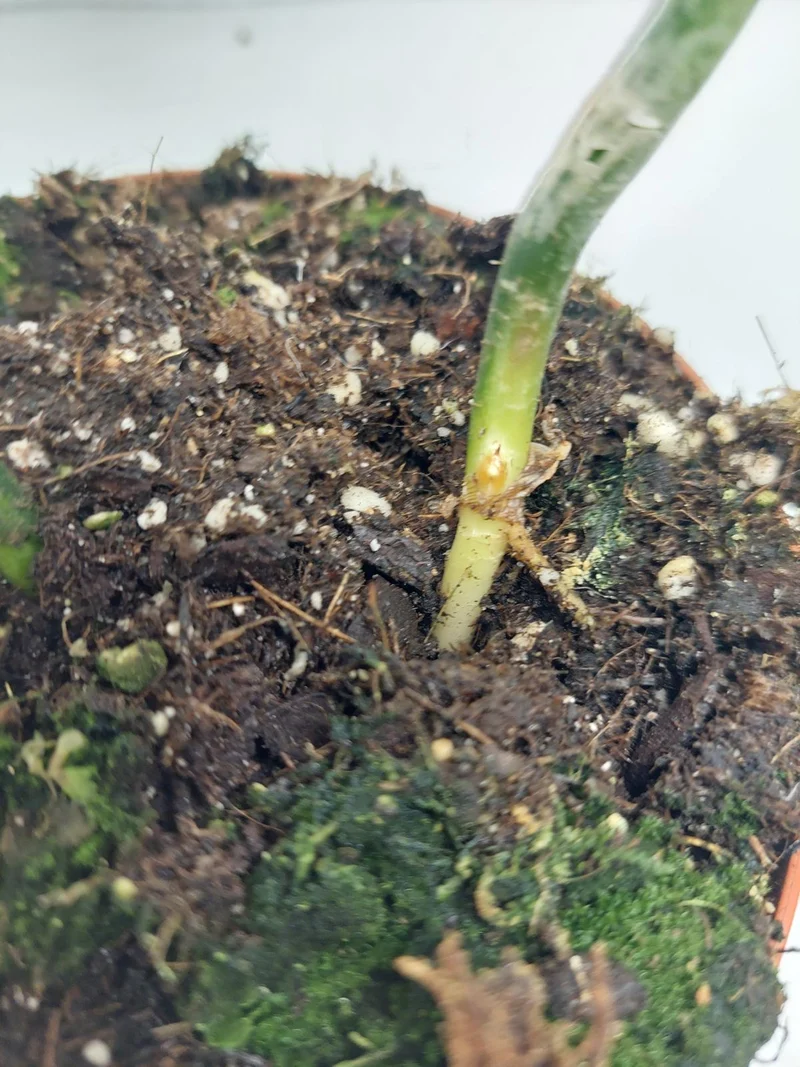 Philodendron Florida Beauty x Mayoi Variegata vergrünt