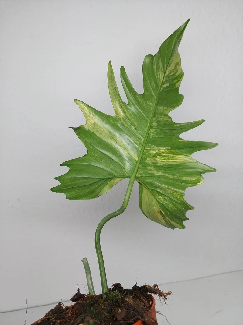 Philodendron Florida Beauty x Mayoi Variegata vergrünt