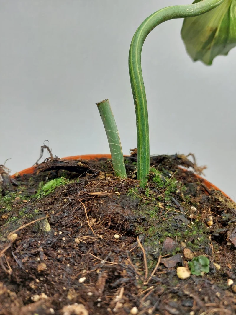 Philodendron Florida Beauty x Mayoi Variegata vergrünt