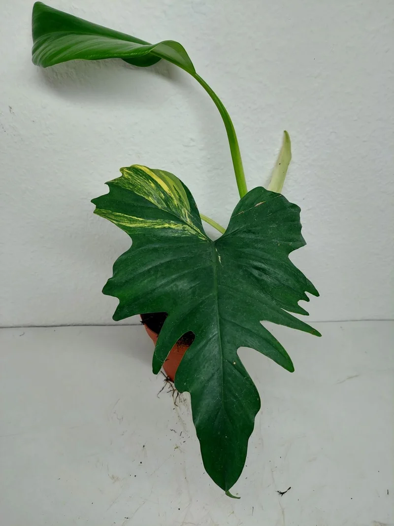 Philodendron Florida Beauty x Mayoi Variegata vergrünt