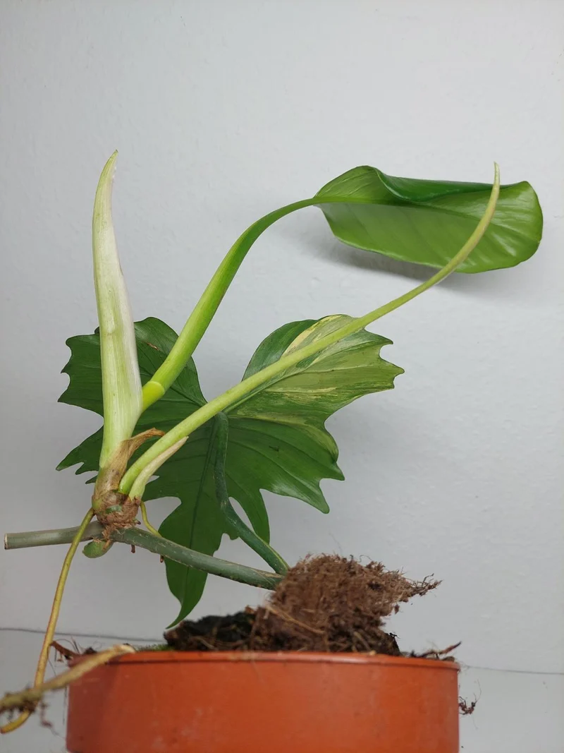Philodendron Florida Beauty x Mayoi Variegata vergrünt