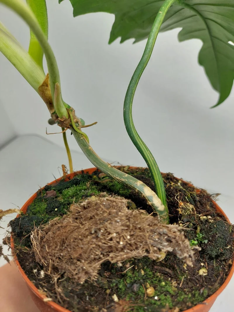 Philodendron Florida Beauty x Mayoi Variegata vergrünt