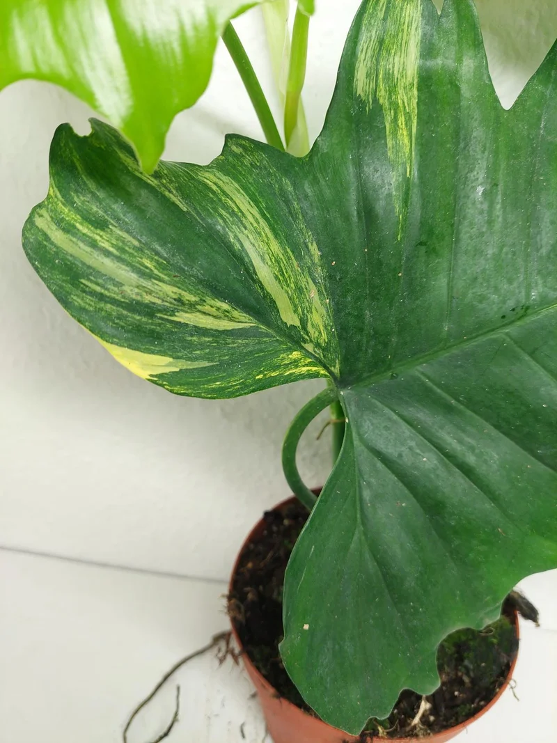 Philodendron Florida Beauty x Mayoi Variegata vergrünt