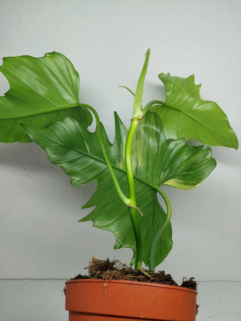 Philodendron Florida Beauty x Mayoi Variegata vergrünt