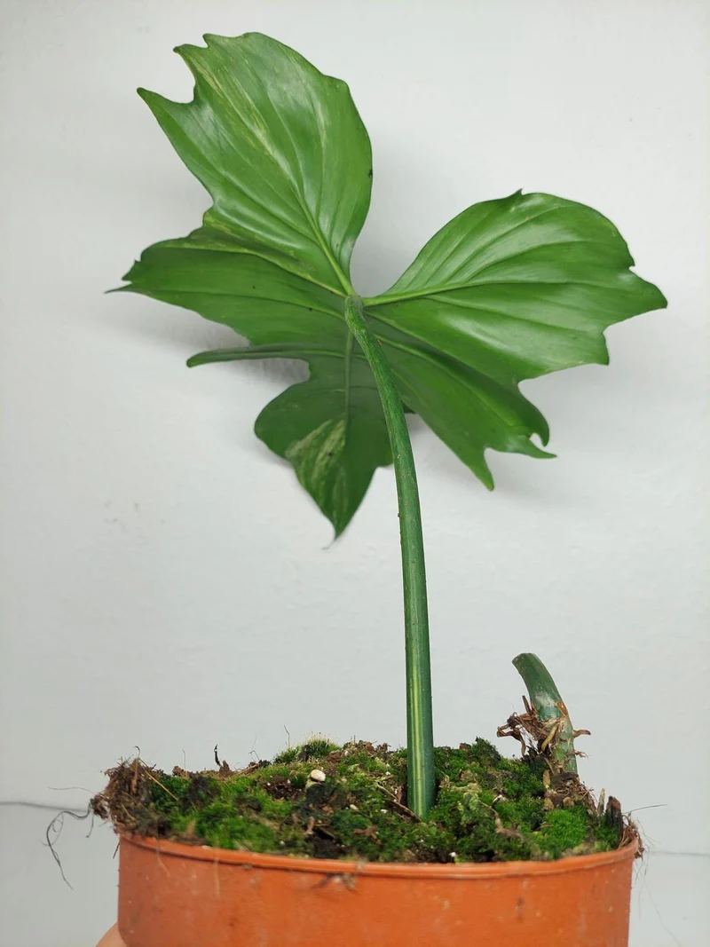Philodendron Florida Beauty x Mayoi Variegata vergrünt