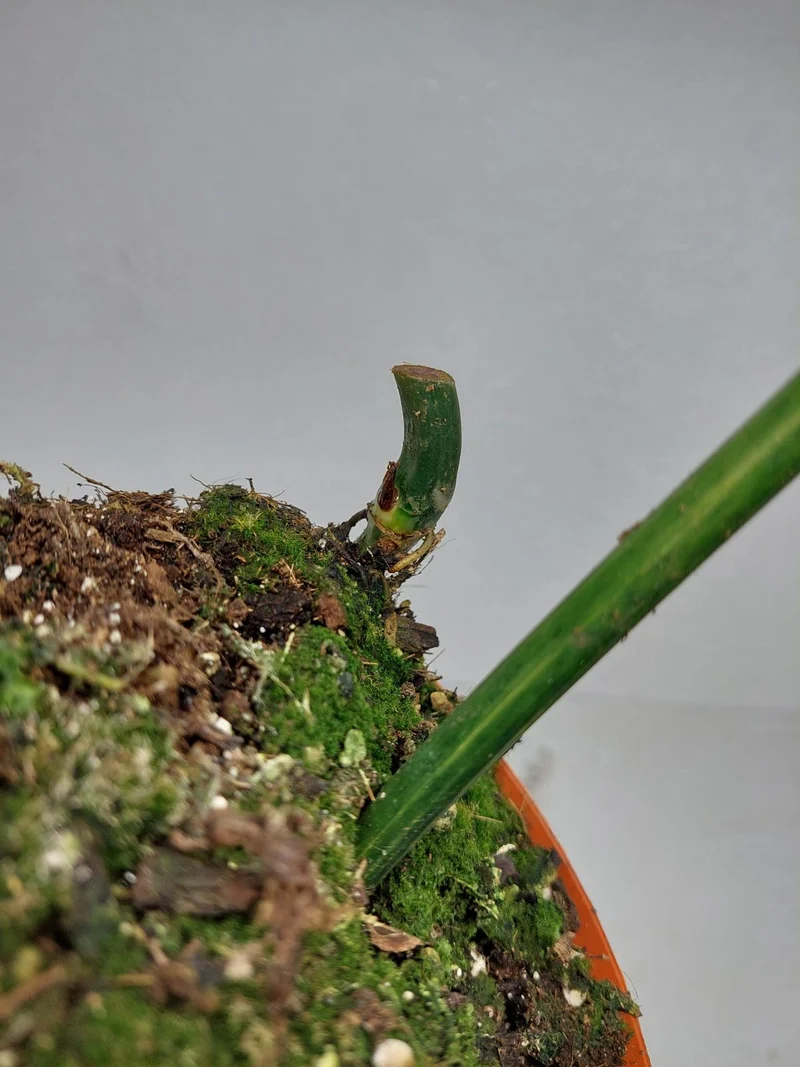 Philodendron Florida Beauty x Mayoi Variegata vergrünt