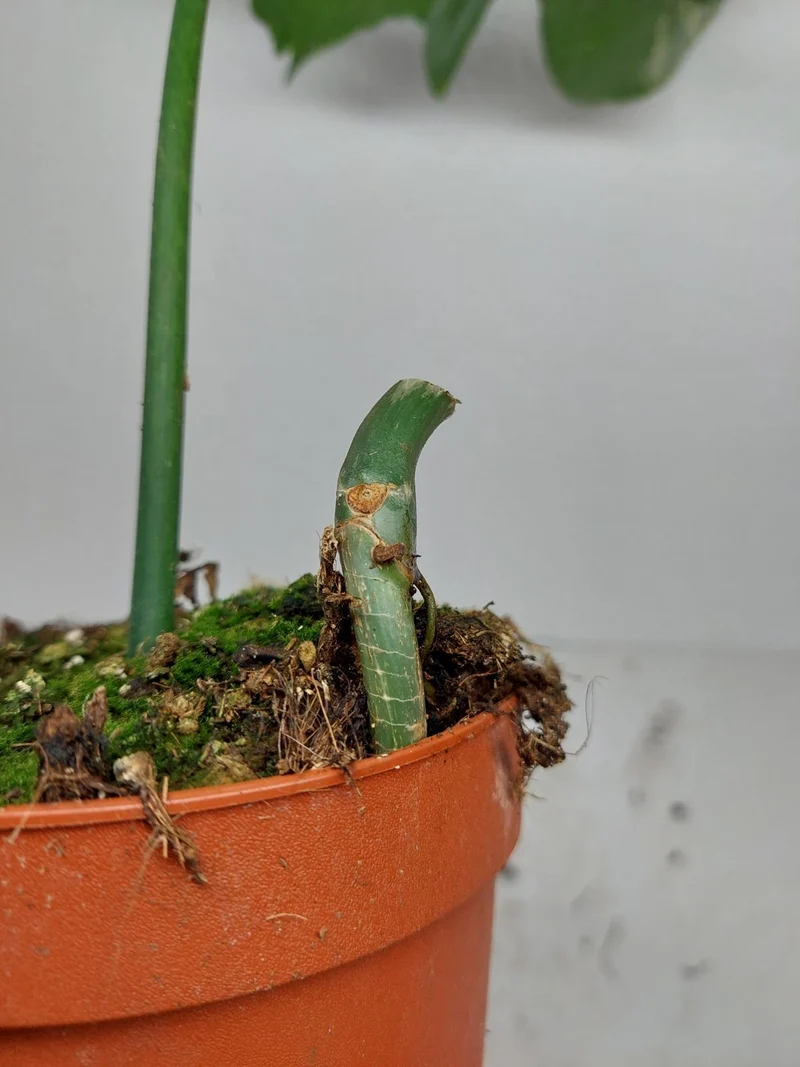 Philodendron Florida Beauty x Mayoi Variegata vergrünt