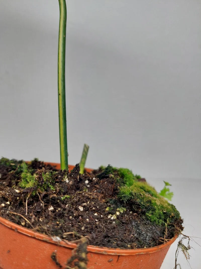 Philodendron Florida Beauty x Mayoi Variegata vergrünt