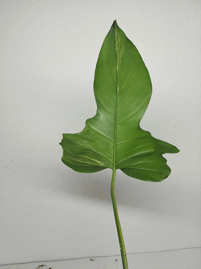 Philodendron Florida Beauty x Mayoi Variegata vergrünt