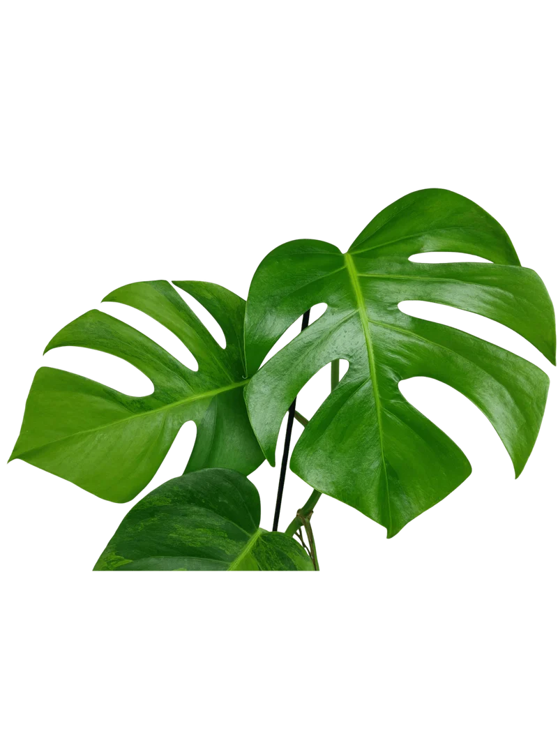 Monstera Green on Green Steckling (zum aussuchen)