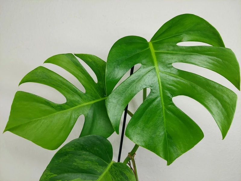 Monstera Green on Green Steckling (zum aussuchen)