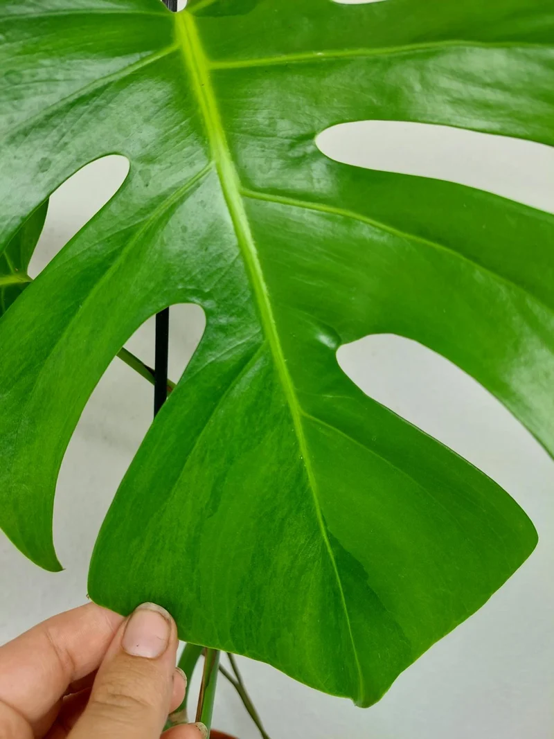 Monstera Green on Green Steckling (zum aussuchen)