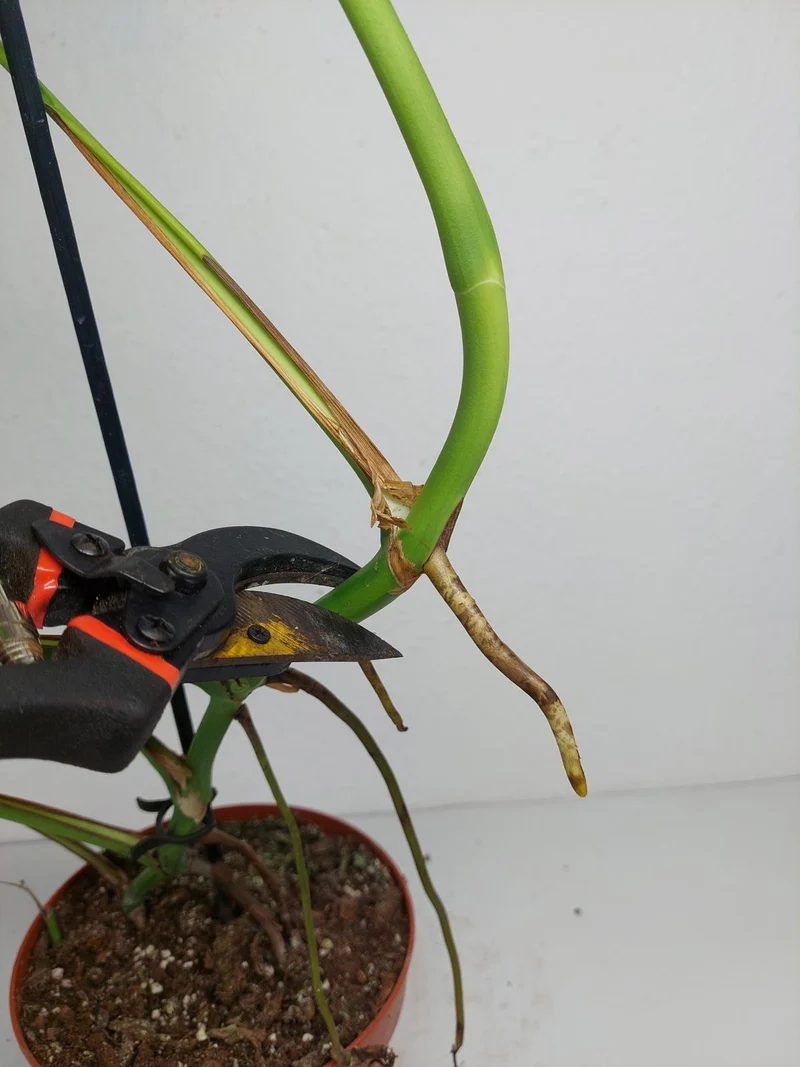 Monstera Green on Green Steckling (zum aussuchen)