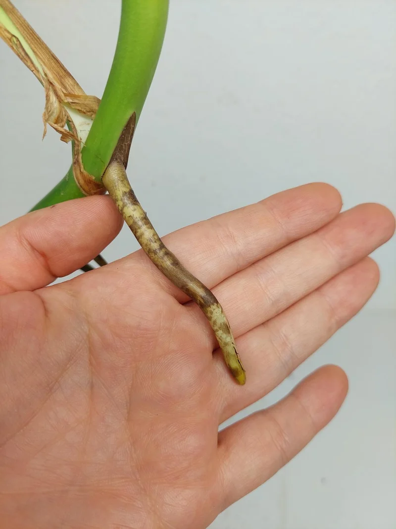 Monstera Green on Green Steckling (zum aussuchen)