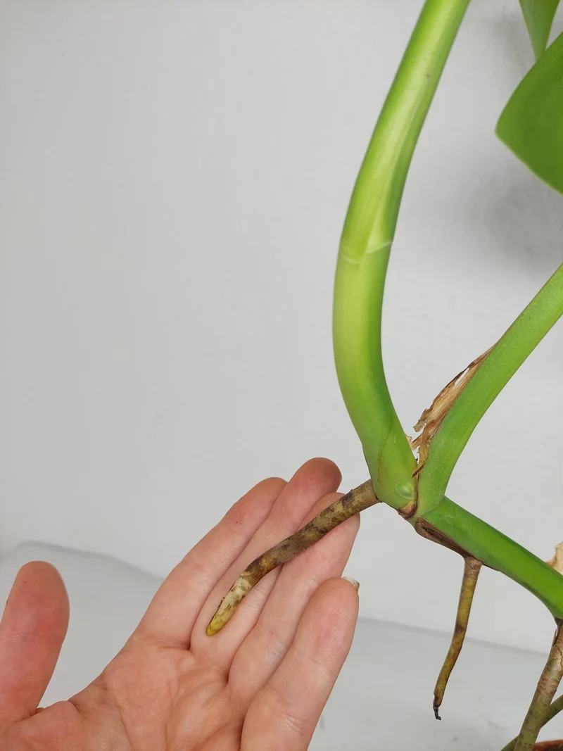 Monstera Green on Green Steckling (zum aussuchen)