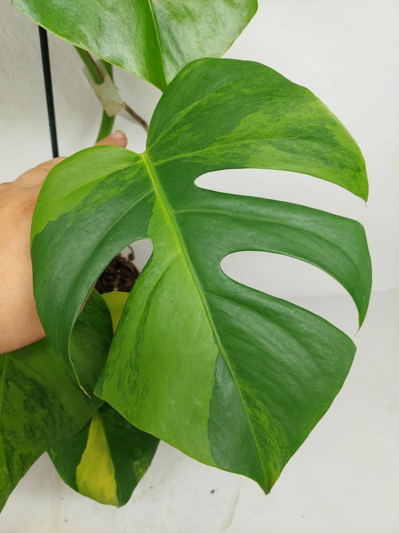 Monstera Green on Green Steckling (zum aussuchen)