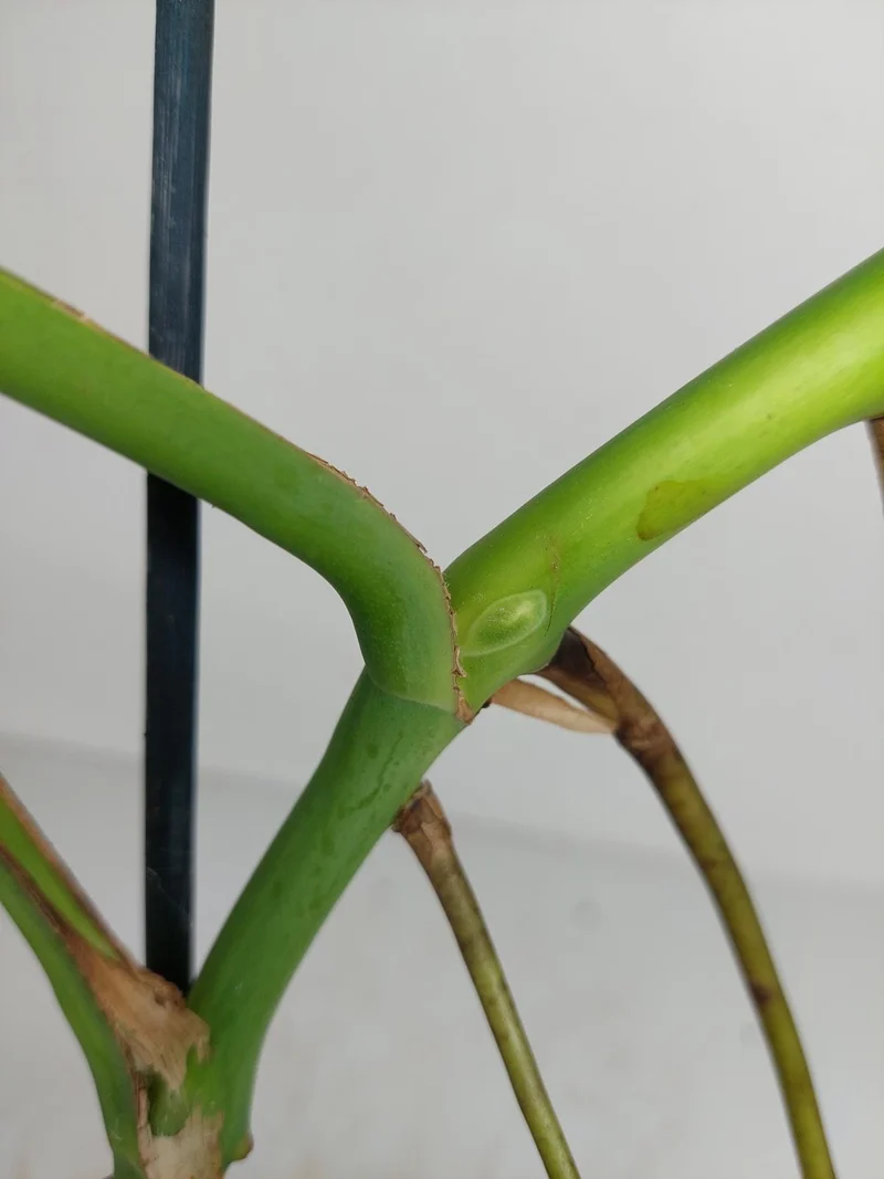 Monstera Green on Green Steckling (zum aussuchen)