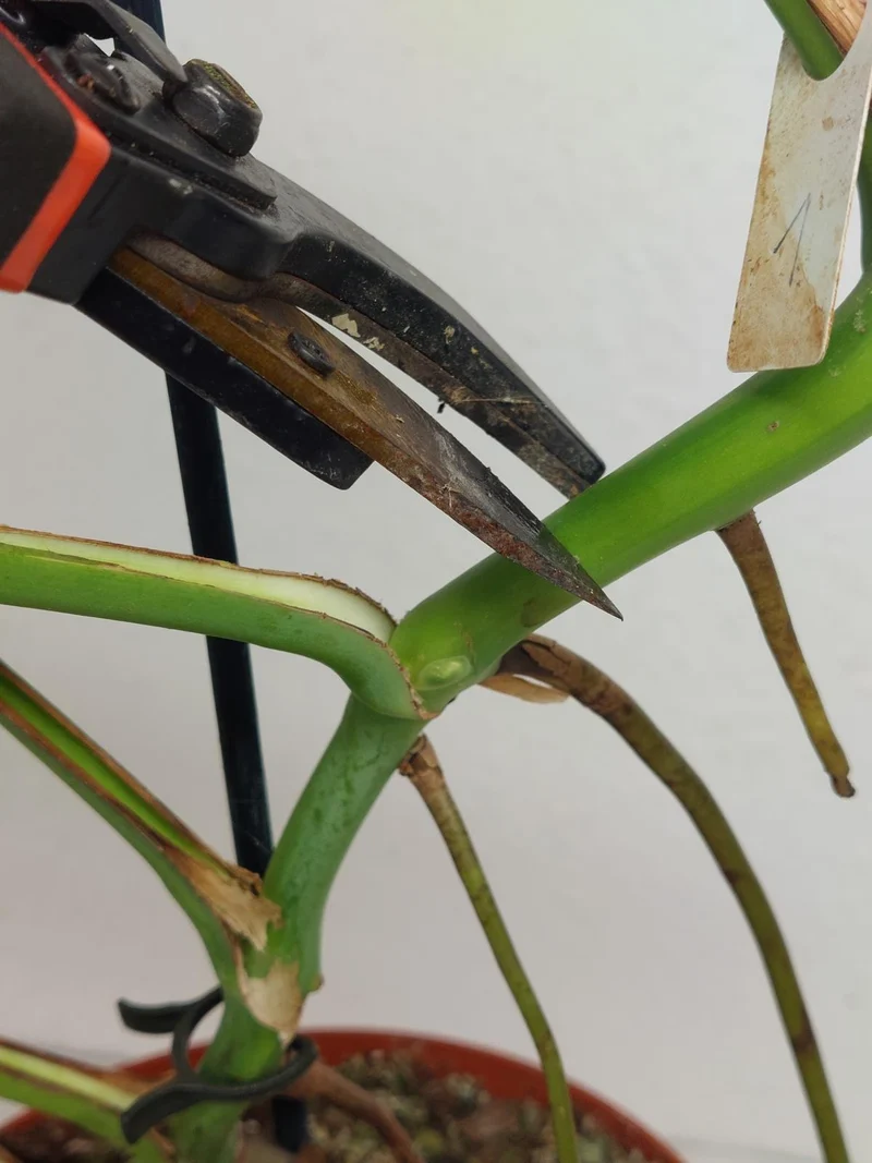 Monstera Green on Green Steckling (zum aussuchen)