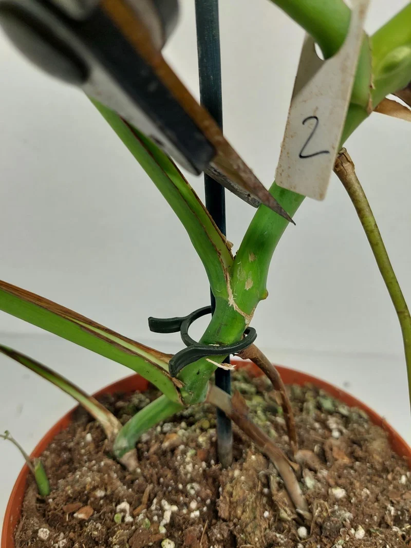 Monstera Green on Green Steckling (zum aussuchen)