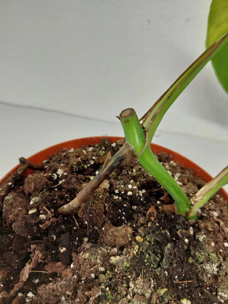 Monstera Green on Green Steckling (zum aussuchen)