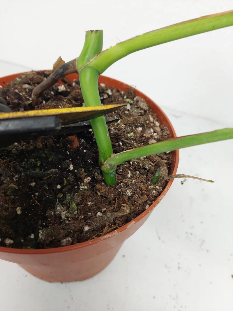 Monstera Green on Green Steckling (zum aussuchen)