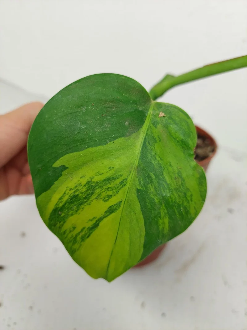 Monstera Green on Green Steckling (zum aussuchen)