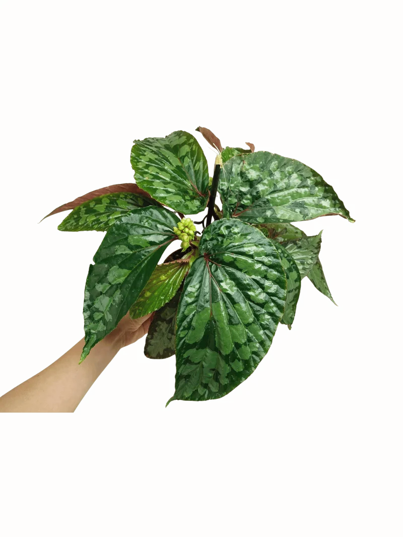 Begonia Lucifer